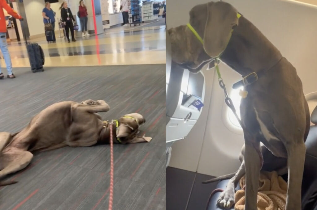 Homem Viaja com Cão Gigante: Uma Experiência Inusitada